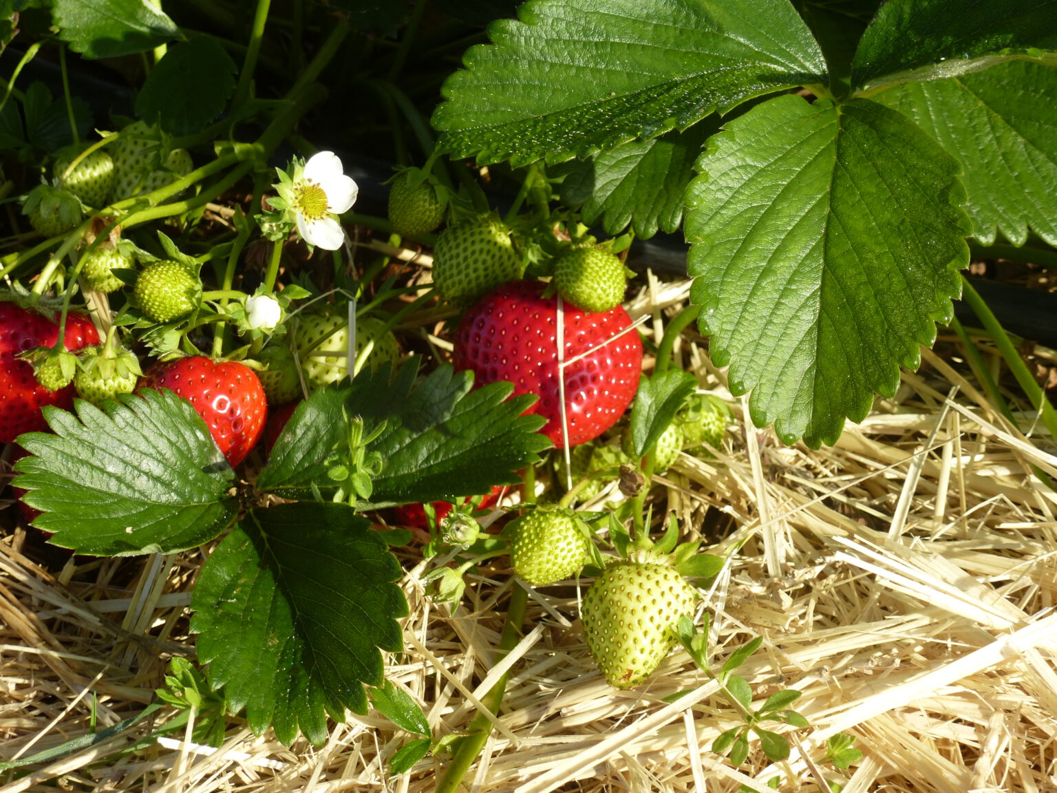 Erdbeeren – Erdbeer-Paradies Freudenbergerhof