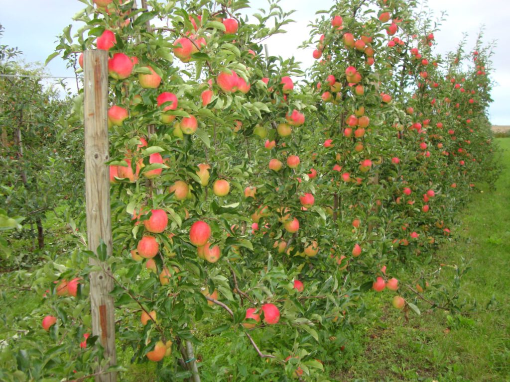 Erdbeer-Paradies Freudenbergerhof – 06332 – 75291