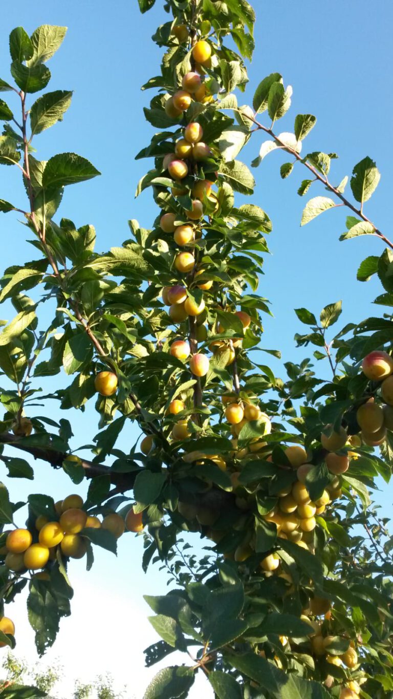 Mirabellen – Erdbeer-Paradies Freudenbergerhof